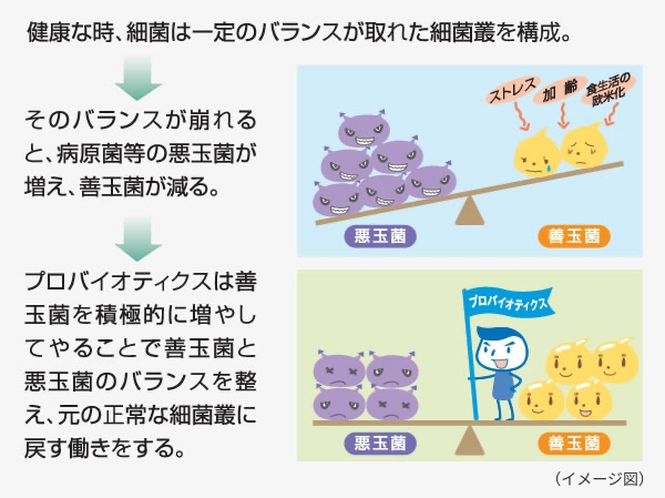 健康な時、細菌は一定のバランスが取れた細菌叢を構成。→そのバランスが崩れると、病原菌等の悪玉菌が増え、善玉菌が減る。→プロバイオティクスは善玉菌を積極的に増やしてやることで善玉菌と悪玉菌のバランスを整え、元の正常な細菌叢に戻す働きをする。